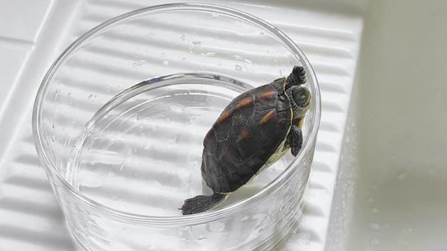 Closeup pet turtle in a glass fish tank