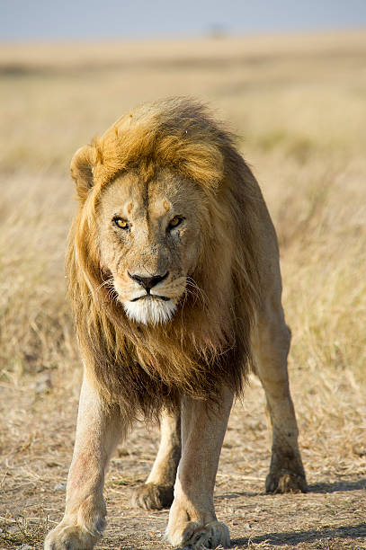 Male Lion stock photo