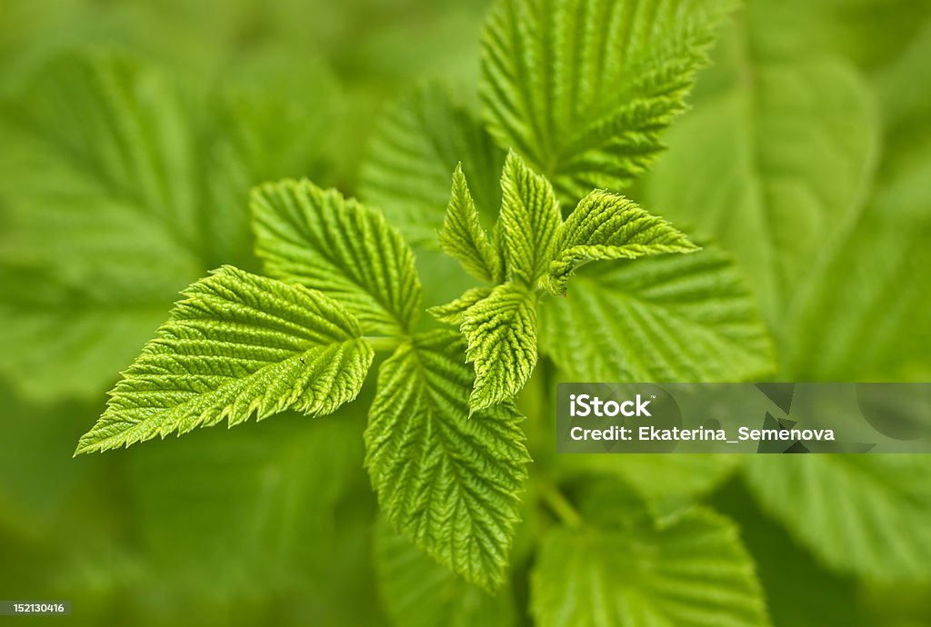 Verde menta - Foto stock royalty-free di Cibo
