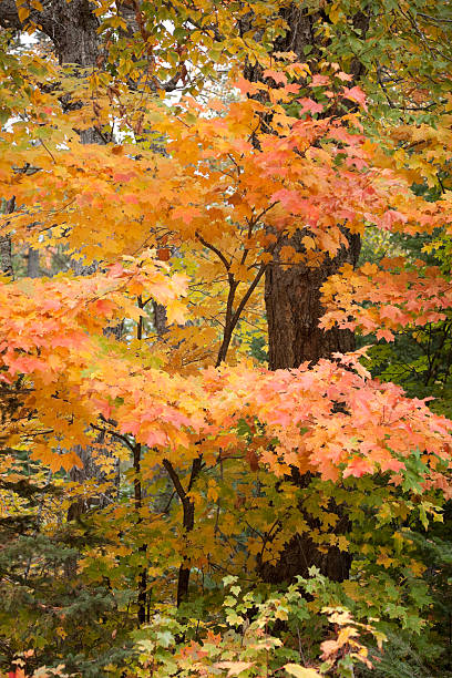 Yellow, red and orange fall colors in maple forest. stock photo