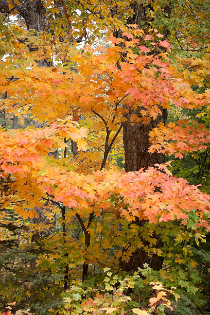 Amarelo, vermelho e laranja outono cores na floresta de bordo. - fotografia de stock