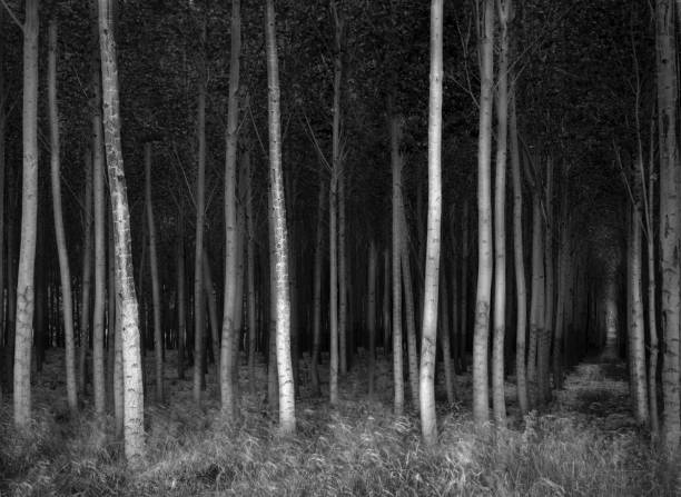 Free picture: shadow, poplar, forest, shrub, dawn, wood, leaf, tree ...