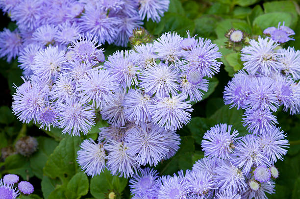 ageratum flores azul - daisy multi colored flower bed flower fotografías e imágenes de stock