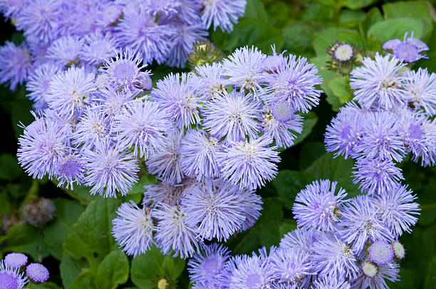 ageratum fiori blu - flower head bouquet daisy petal foto e immagini stock