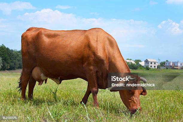 Krowa Na Użytkach Rolnych Jedzenie Świeża Trawa - zdjęcia stockowe i więcej obrazów Bydło - Bydło, Chmura, Fotografika