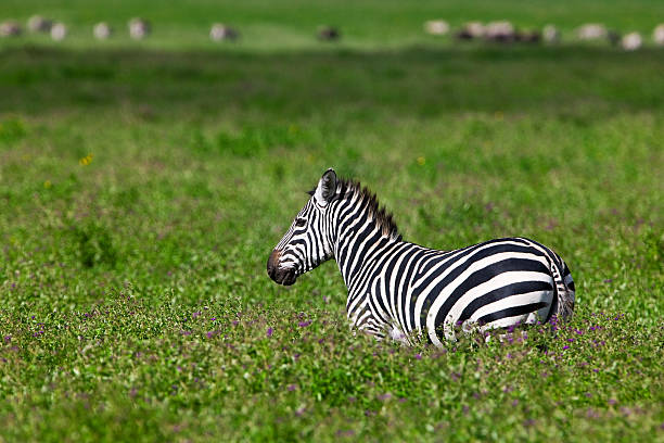 зебра в ngorongoro вулкана - burchellii стоковые фото и изображения