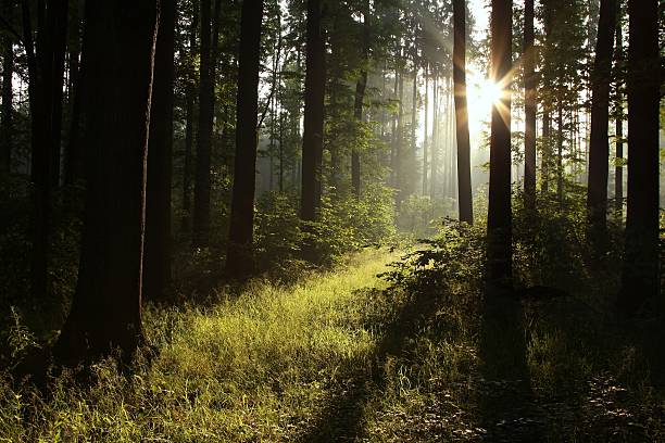 luz del sol que caer en el bosque oscuro - growth tree spirituality tranquil scene fotografías e imágenes de stock