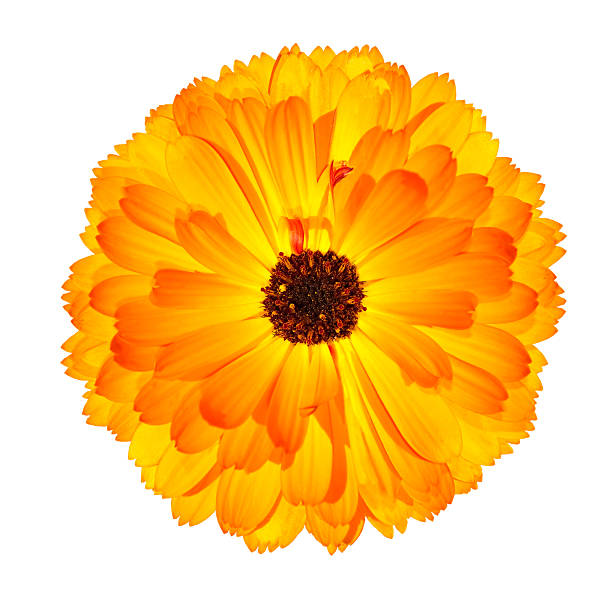 una blossoming orange caléndula flor, aislado en blanco - perfection gerbera daisy single flower flower fotografías e imágenes de stock