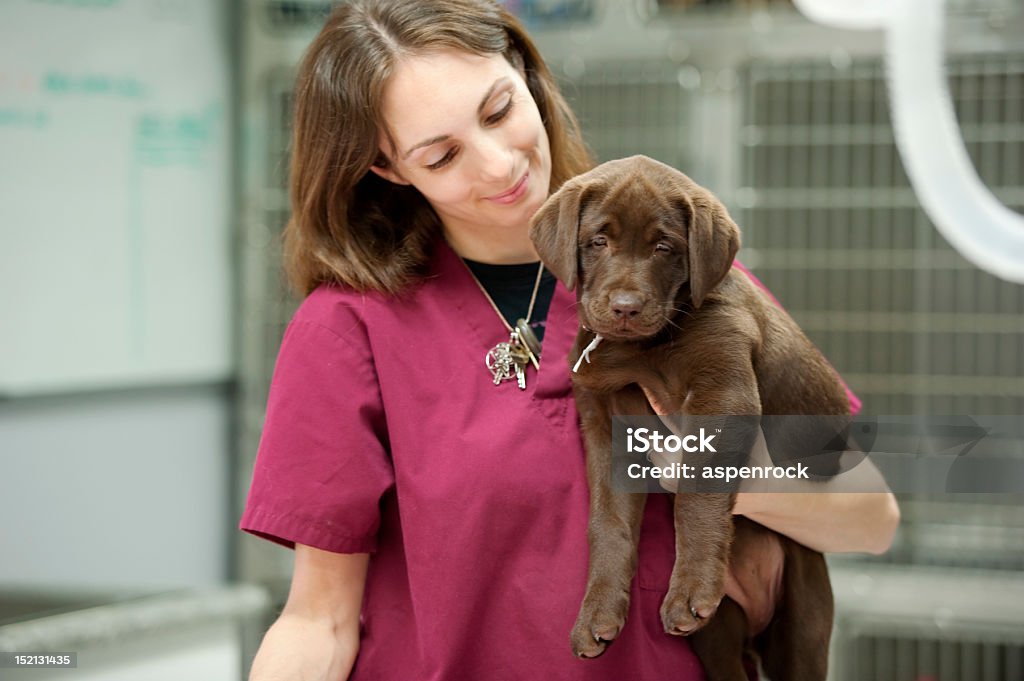 通電、labrador 子犬の獣医の - 獣医のロイヤリティフリーストックフォト