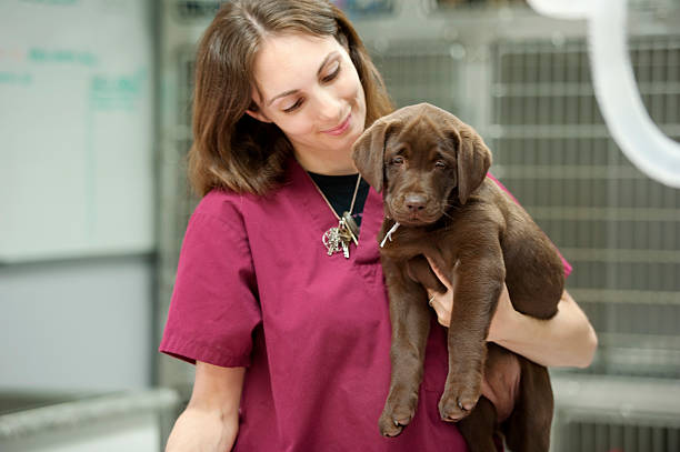 carrying a labrador puppy at the veterinarian's