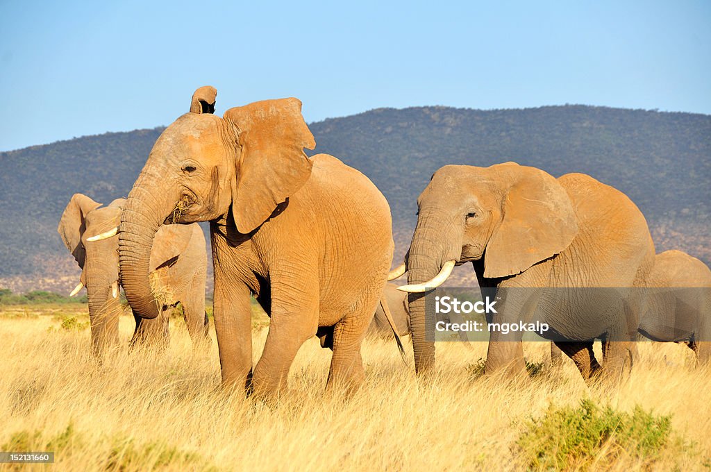 Elefantes no Quênia - Foto de stock de Lewa Downs royalty-free