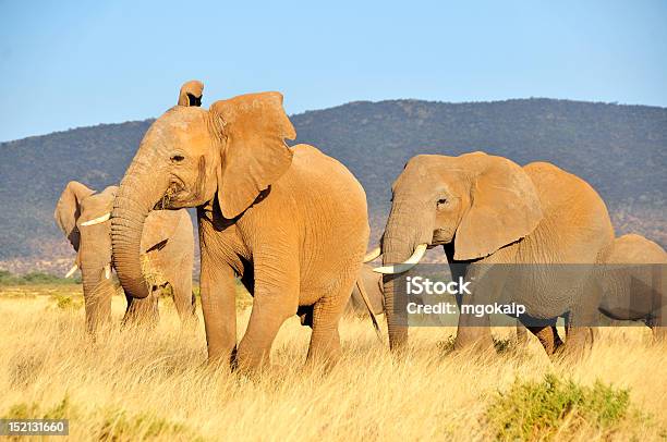 Elefantes No Quénia - Fotografias de stock e mais imagens de Lewa Downs - Lewa Downs, Quénia, Elefante