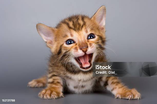 Bengala Filhote De Gato No Fundo Cinza - Fotografias de stock e mais imagens de Agressão - Agressão, Animal, Animal Doméstico