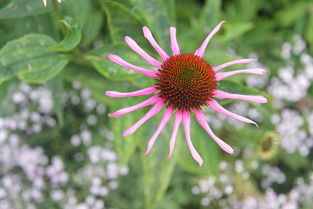 Closeup of purple coneflower stock photo