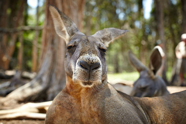 istock Portrait of a Kangaroo 152131974