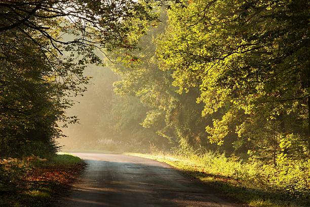istock Lane in the picturesque autumnal forest 152132052