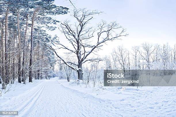 Paesaggio Invernale - Fotografie stock e altre immagini di Albero - Albero, Ambientazione esterna, Ambientazione tranquilla