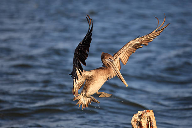 Brown Pelican Lands on Piling stock photo