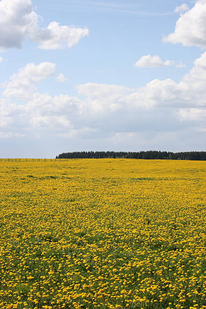Field of dandelions stock photo