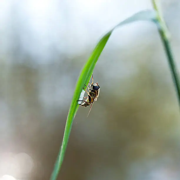 A hoverfly (Syrphidae family) laying eggs on the underside of a blade of grass. Reflections off of the surface of a pond make the out of focus backdrop. Shot with shallow depth of field and selectively focused on the hoverfly's face.