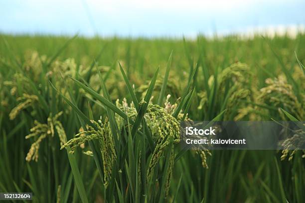 Rice Fields Stock Photo - Download Image Now - Rice Paddy, Agriculture, Comunidad Autonoma de Valencia