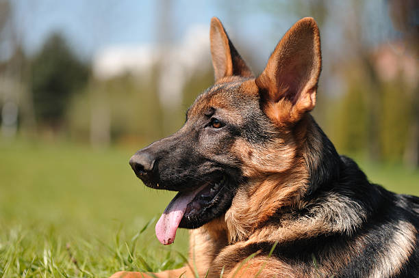 istock German Shepherd dog on the grass 152132622