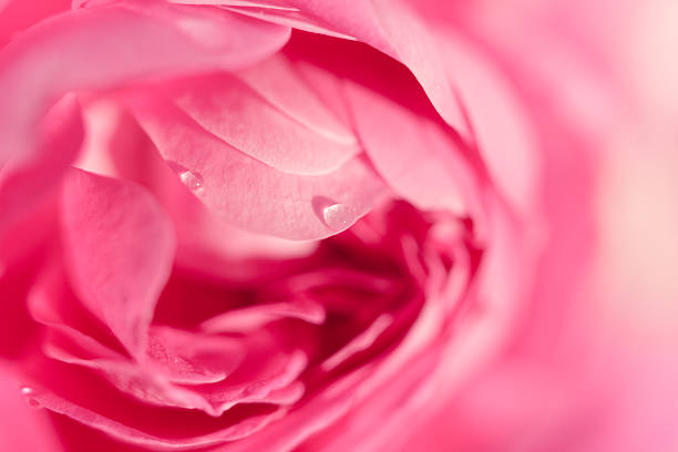 istock fragment of rose bloom with small water drops on it 152132873