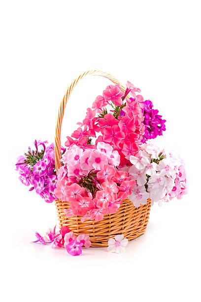 istock Bouquet of phloxes 152133055