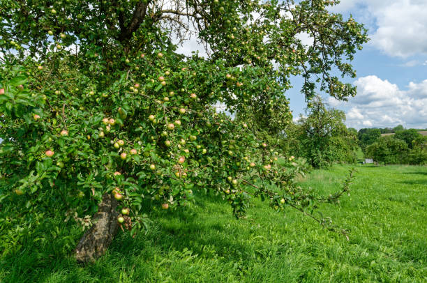 istock orchard with apple trees, summer in southern Germany 1521331070