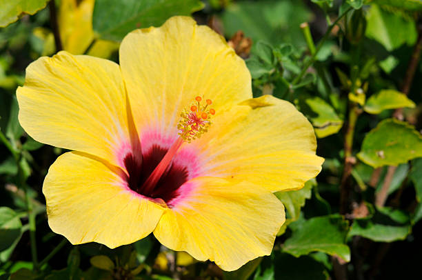 istock Yellow hibiscus flower 152133177