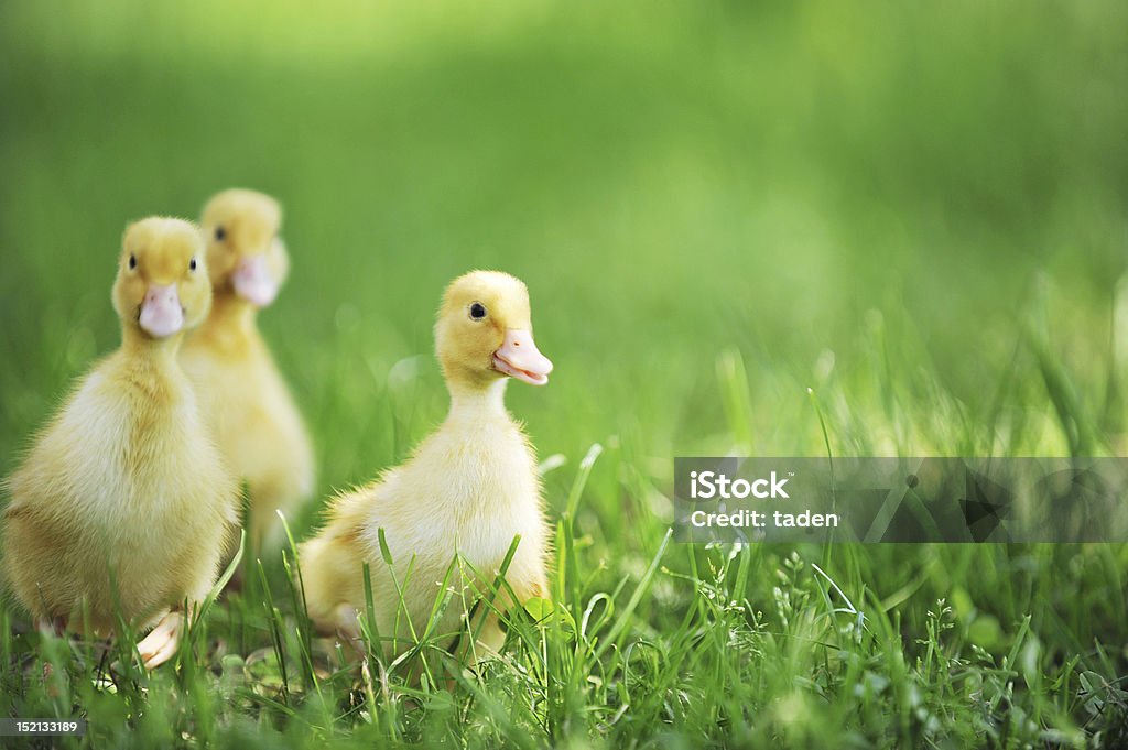 Três Fofo chicks - Royalty-free Amarelo Foto de stock