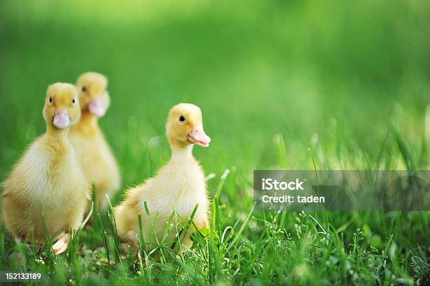 Três Fofo Chicks - Fotografias de stock e mais imagens de Amarelo - Amarelo, Andar, Animal