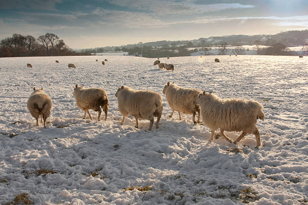 istock Winter landscape and sheep in snow 152133779
