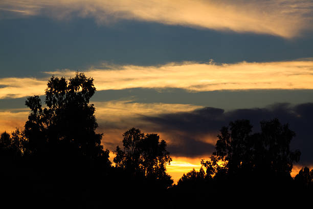 Silhouettes of trees at sunset stock photo