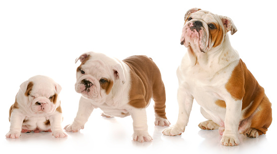 english bulldog puppy in three different stages of growth with reflection on white background