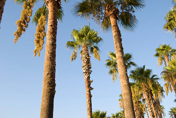 Palm Trees stock photo