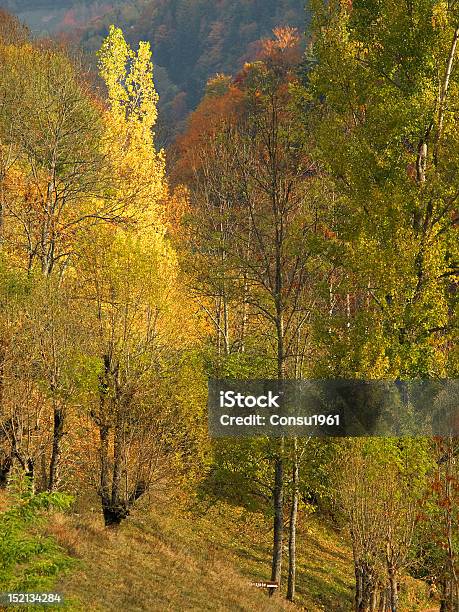 Otoño Foto de stock y más banco de imágenes de Aire libre - Aire libre, Ajardinado, Arbolado