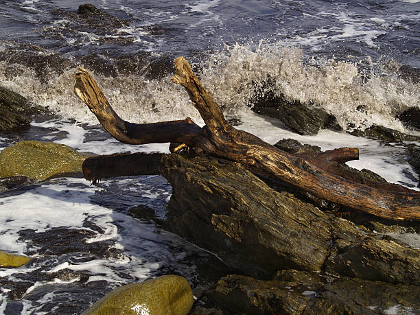 Driftwood in the surf stock photo