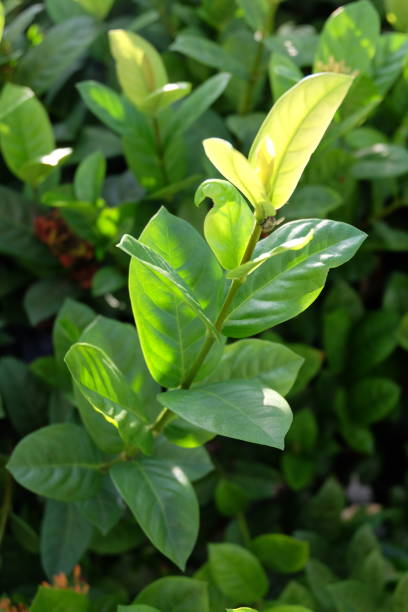 istock green leaf background, green leaves background 1521344266