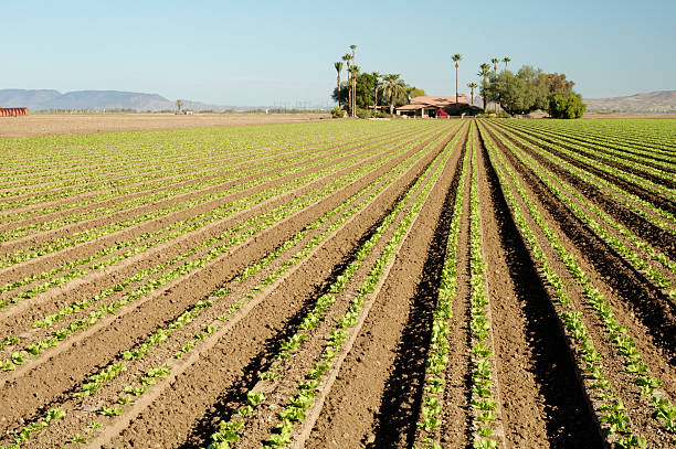 lettuce field Lettuce seedlings in a field in Arizona yuma photos stock pictures, royalty-free photos & images
