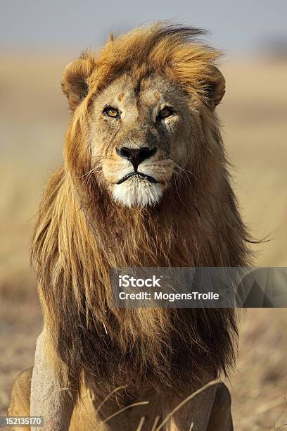 Maschio Leone Con Criniera Doro Di Grandi Dimensioni - Fotografie stock e altre immagini di Africa