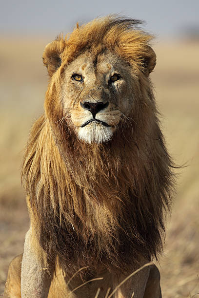 istock Lion male with large golden mane 152135170