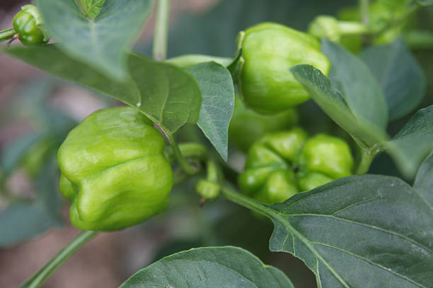 Bell Pepper – Foto