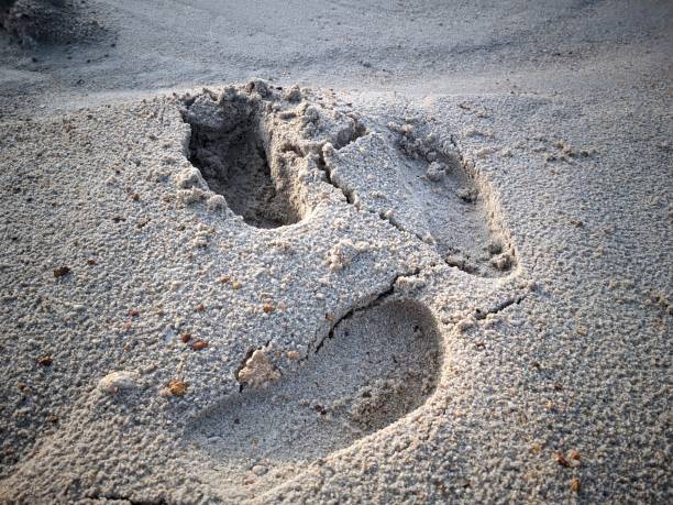 istock closeup texture of shoe footprints in sandy soil 1521353364