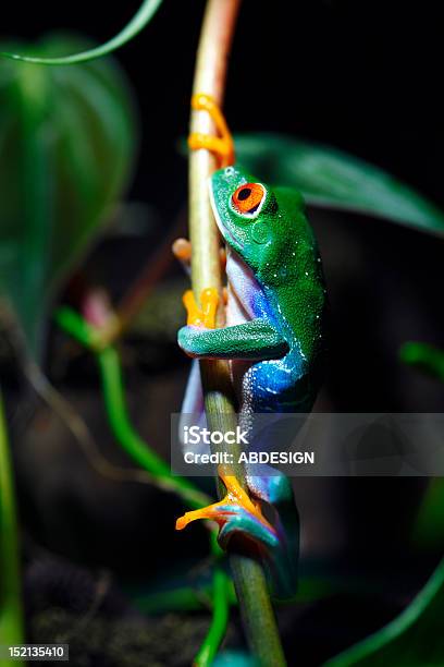 Rãdeolhosvermelhos - Fotografias de stock e mais imagens de América do Sul - América do Sul, Anfíbio, Ao Ar Livre