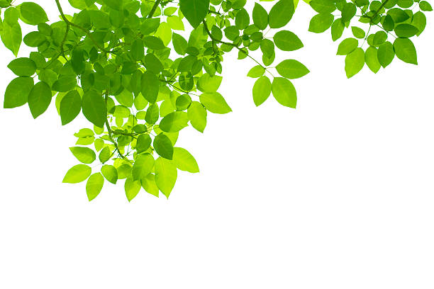 istock Foreground of Leaves on the top 152135444