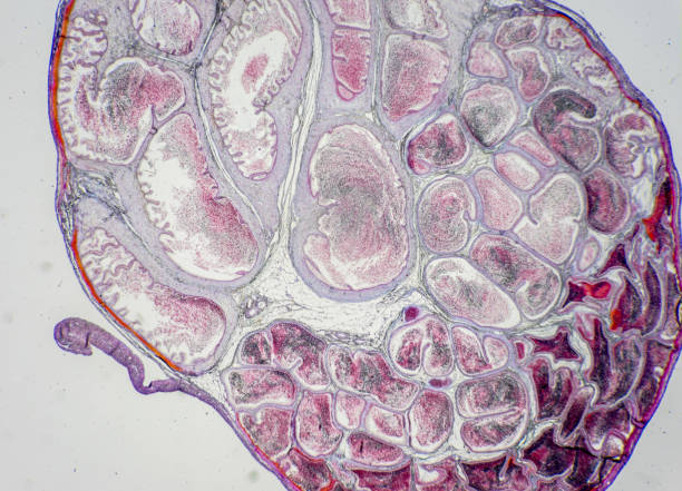 l’étude d’échantillons de tissus de trachée de chat, d’épididyme, de prostate, d’utérus avec embryon de rat et de vache de la glande mammaire au microscope. - prostate gland photos et images de collection