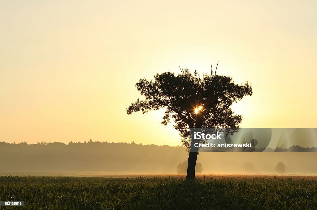 Einsame Baum bei Sonnenaufgang - Lizenzfrei Abenddämmerung Stock-Foto