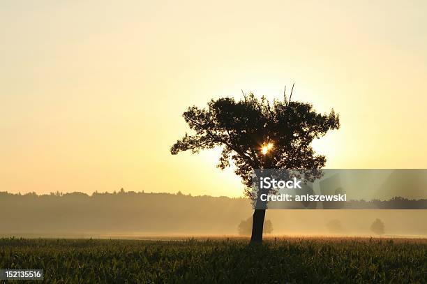 Einsame Baum Bei Sonnenaufgang Stockfoto und mehr Bilder von Abenddämmerung - Abenddämmerung, Abgeschiedenheit, Ast - Pflanzenbestandteil