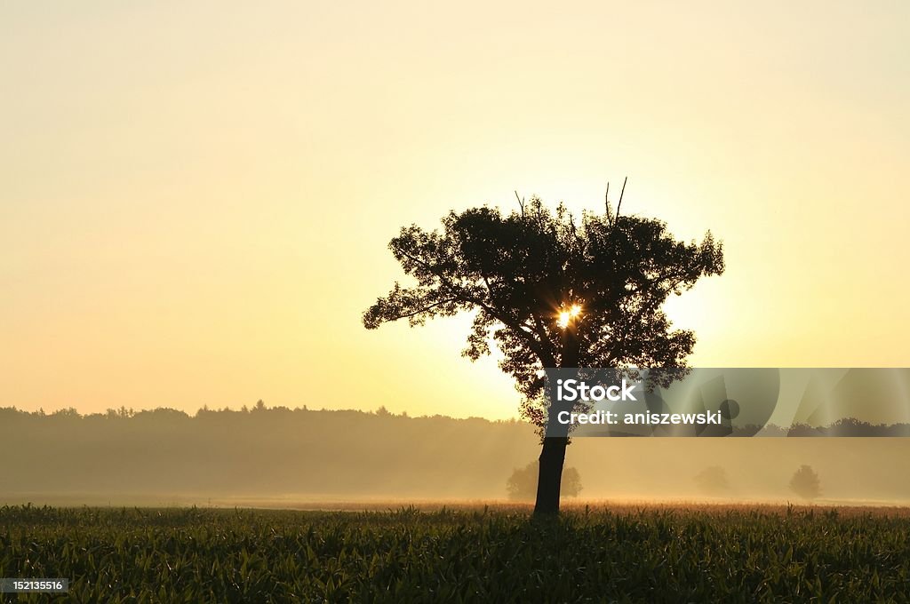 Lonely tree al amanecer - Foto de stock de Aire libre libre de derechos